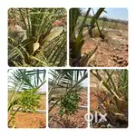 Jabeen Sampangi group of companies