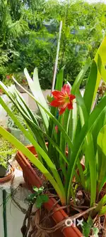 Home grown plants