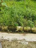 28*55(171 gaj) plot near Indrash hospital dehrakhas 25 ft road