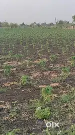 Plot for sell