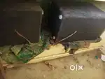 Amblifer and box