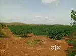 4.85 Acrs AgricultureLand For Sale Near Pulivendula. Acr 85 lakhs