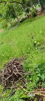 11 സെന്റ് സ്ഥലം 11 ലക്ഷം.. കുമാരപുരം പഞ്ചായത്തിന് പടിഞ്ഞാറ് വശം.