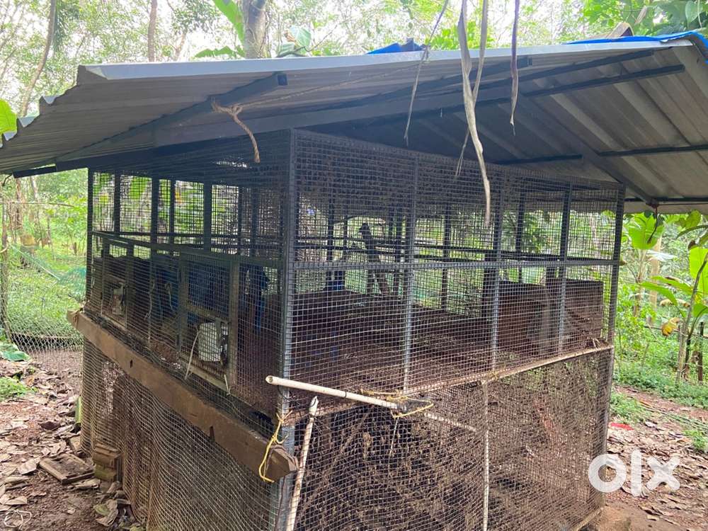 Chicken coop for sale