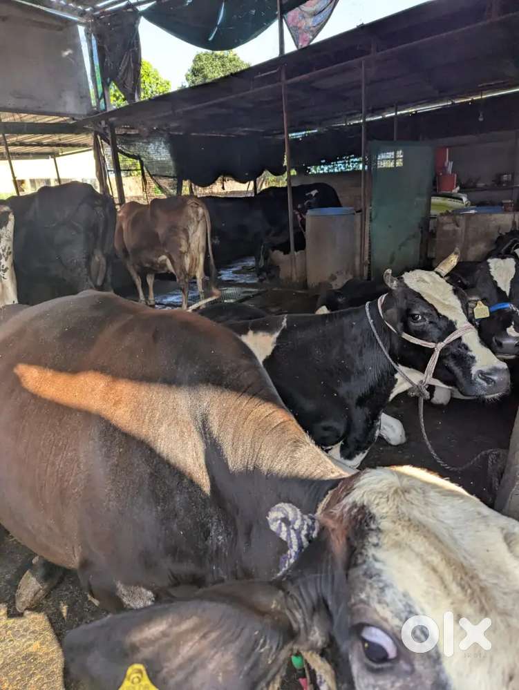 Dairy farm worker