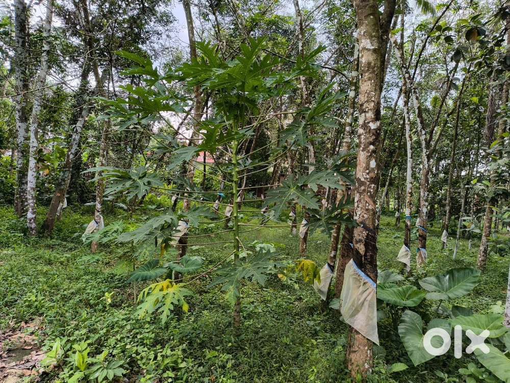 37 cent  rubber plantation for sale