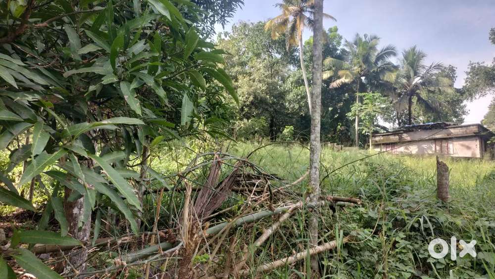 48, cent  , road side, good opportunity