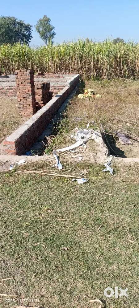 20 feat ki chaudi root