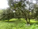 4 Beegha 400 Ghaz zameen hai Aam ke pedho ke sath