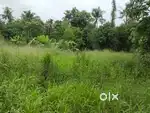 Perumbavoor vallam parapuram road frondage 40 cent commercial plot