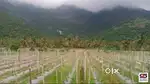 Farmland for sale near Kollengode, Palakkad