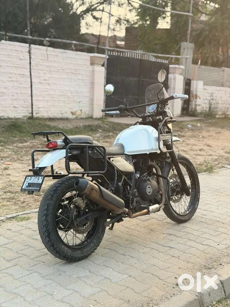 Royel enfeind himaliyan