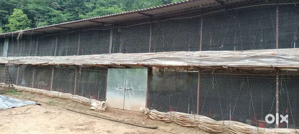 Poultry farm of  of 11000 birds