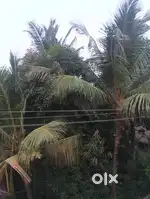 Coconut tree land