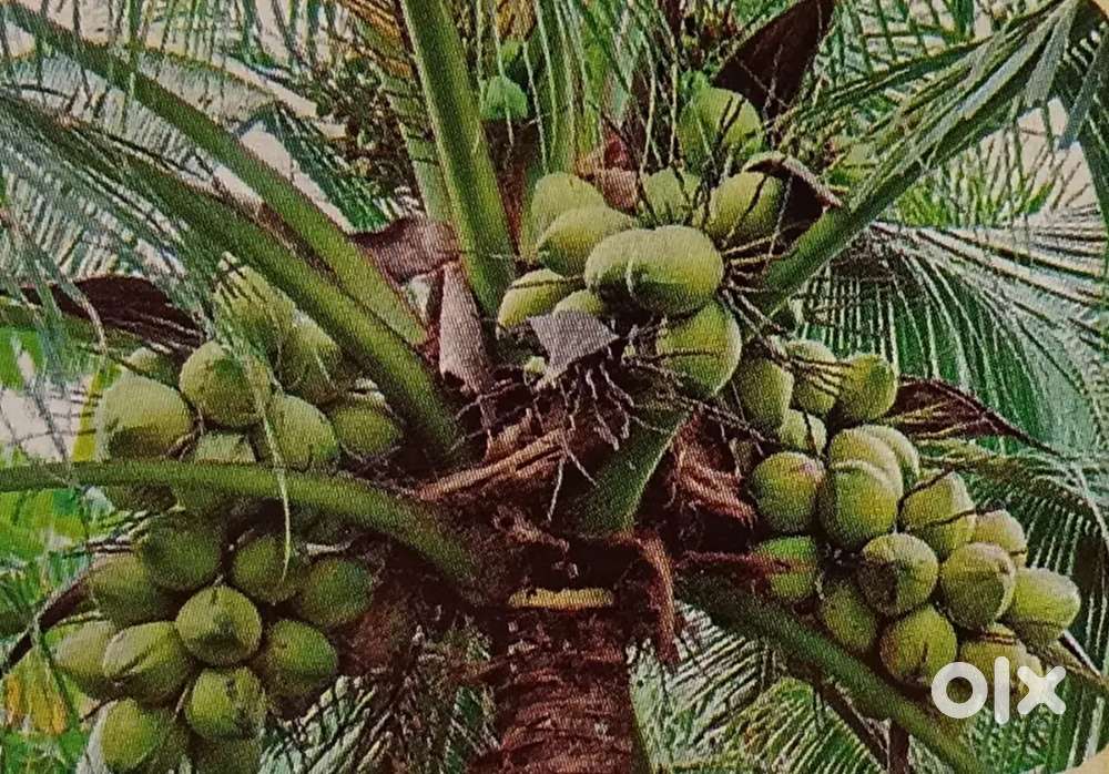 Land + Plantation Model = Guaranteed Long-Term Returns