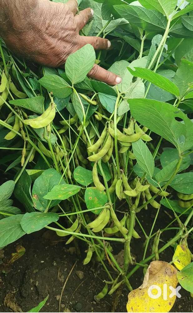 Manik wada to Pipri Road per Ek bechna Hai , good condition, rod tac