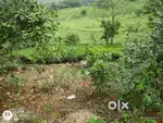 Land for sale  nearby vagamon