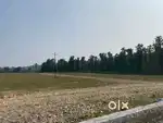 Residential Plot At Dandapur, Shimla Bypass