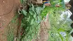 Land for sale at Karalam