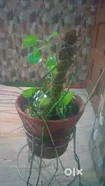 Indoor Money Plant – Plastic Pot + Stand + Soil Included”