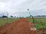 Villa plots nearby IIT COLLEGE tirupati