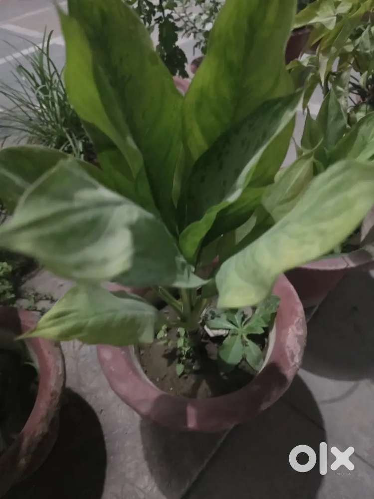 133 mtr plot for sale in budhi vihar  sec 4  south facing