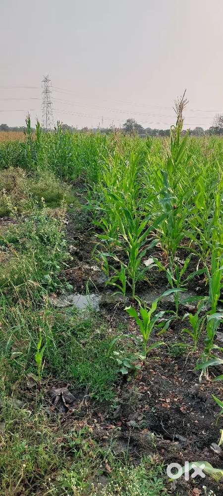 Agriculture land Best investment for future  Gudepadu village near NSR