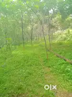 ## kothamangalam kadavoor plot for sale