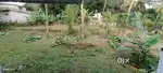 Square plot with Well water