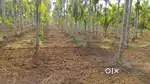 7.5 acres single boundary adike thota with house for urgent sale