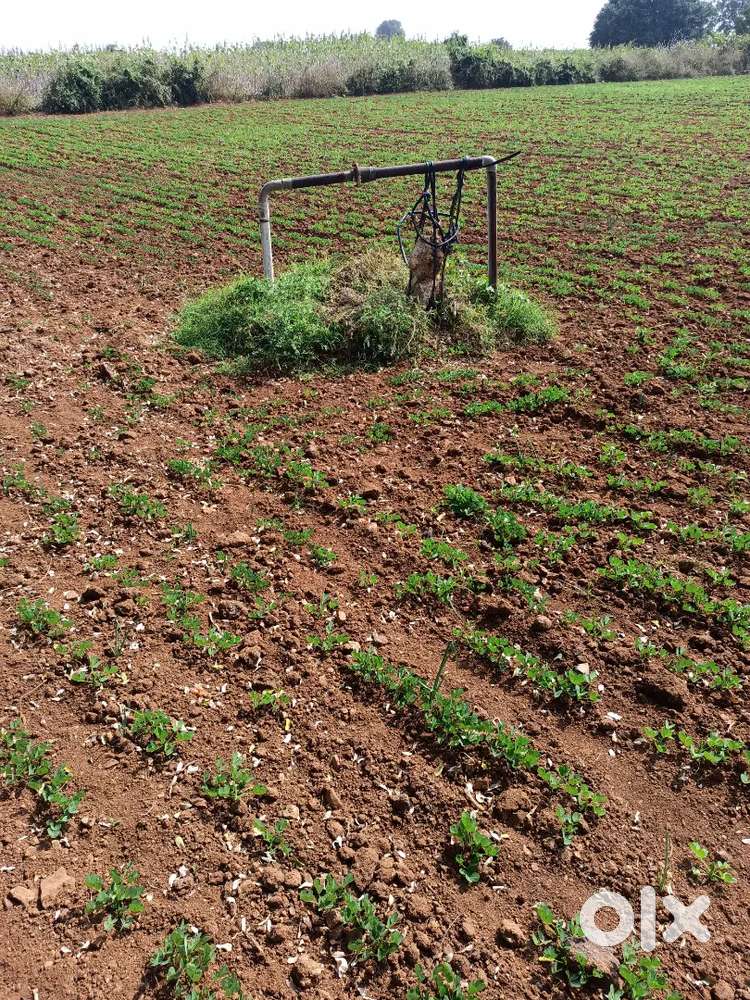 7 ఎకరాల వ్యవసాయ భూమి..55kms from Kurnool..Land Pincode 518225