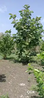 बागायती जमीन गंगापूर तालुका सिध्दनाथ वाडगांव