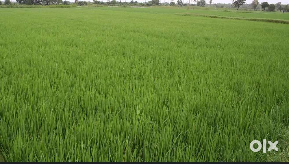 Two crops vari ways water availability