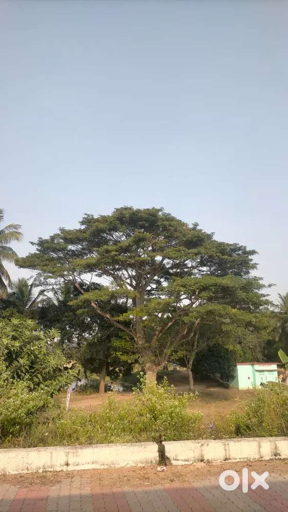 Non veg rosei pain darkar padile call karibe