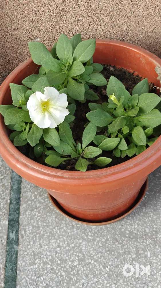 Full Time Maid (12 hours)