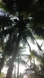 Low purged coconut farm sales