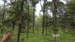 Resort Land in Kanha National Park Khatia Gate 3.5 Acre + Land