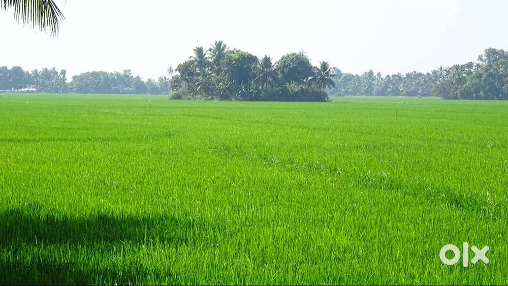 4 acre paddy land at Nenmanikkara