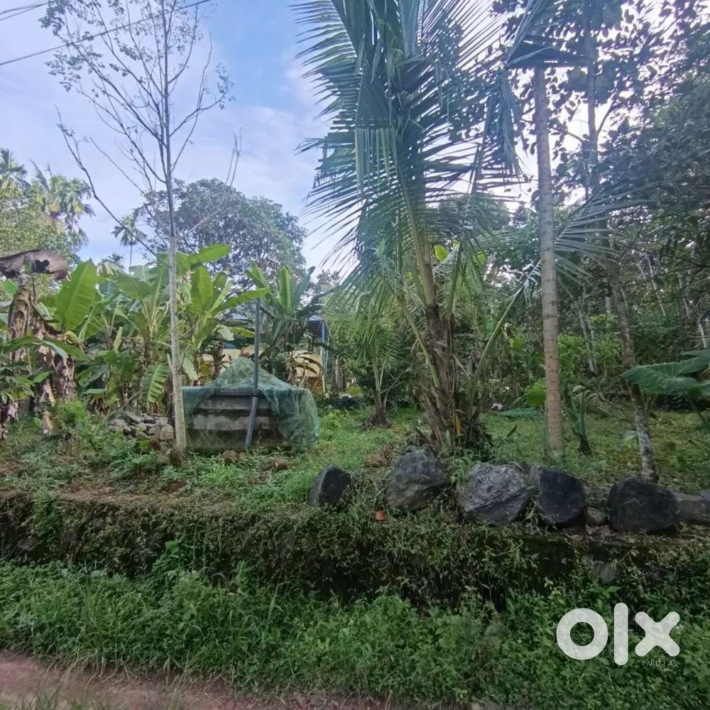 House plot for sale in chottanikkara