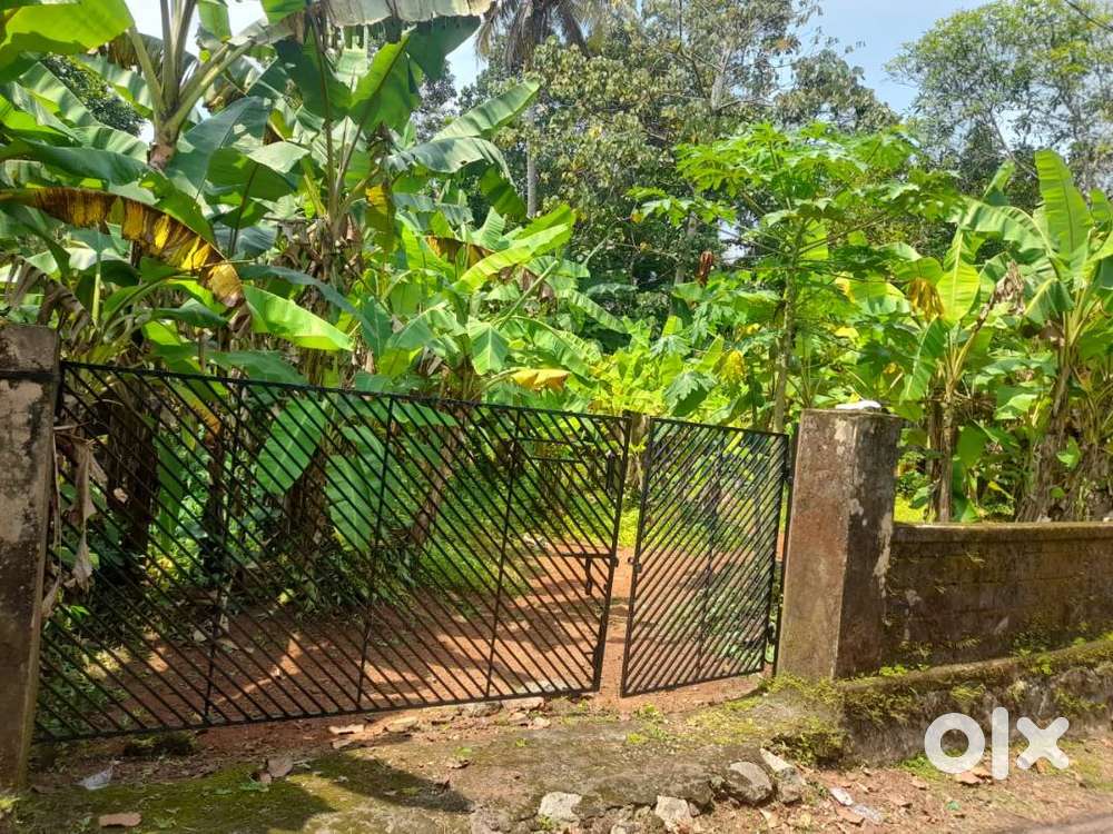 11 cents plot for sale near Kuttapuzha (Negotiable)