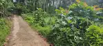നെടുമാവ്  20 cent house plot. 70000 Rs. cent.