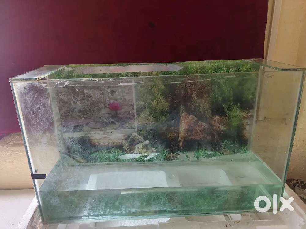 Fish Aquarium