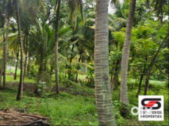 Agricultural Land Available in Kozhinjampara, Palakkad