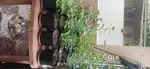 HERBAL PLANT WITH POT