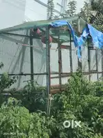 Love Birds cage