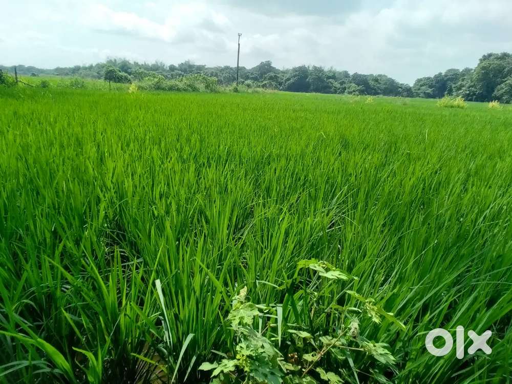Need land upto 100acres Ctc/Bhadrak/Balasore/Mayurbhanj-15-20 years