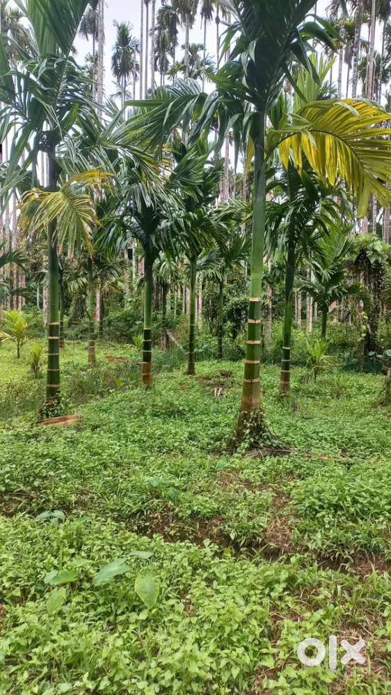 Agriculture Plot with Clear Documentation and Good Water Source