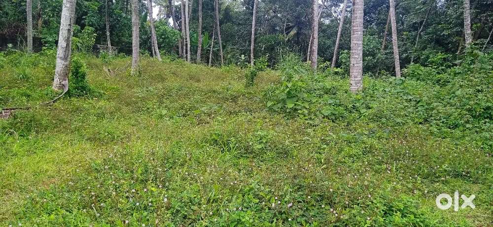 36 cent house plot for sale @ Chekottukonam