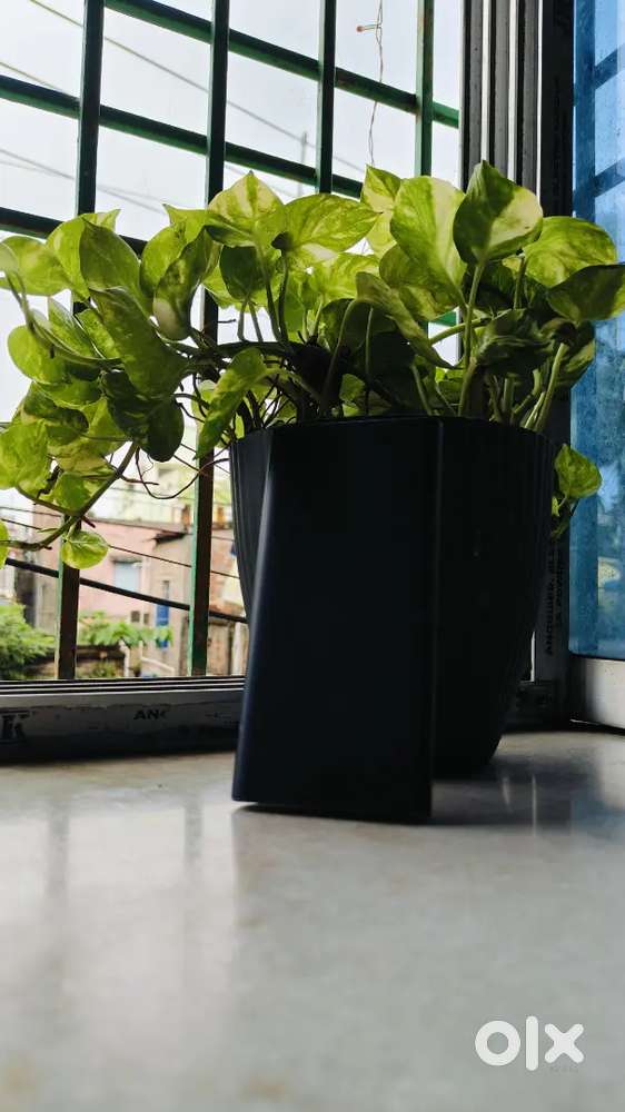 Mi 10000mAh Power Bank  Fast Charge  BIS Certified  Travel Friendly
