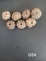 Aath Mukhi ek nau Mukhi ek bara Mukhi ek gyarah Mukhi char Rudraksh se